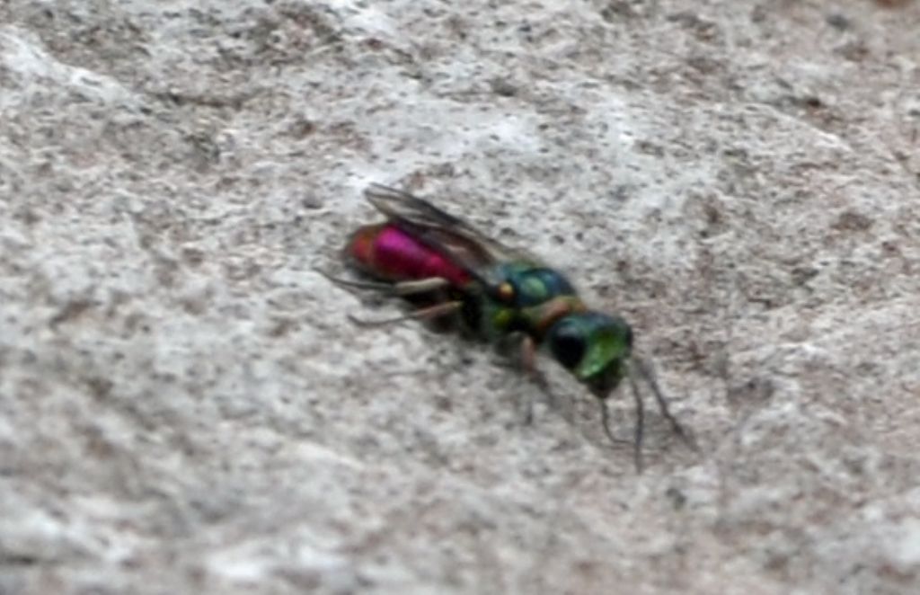 Chrysis?